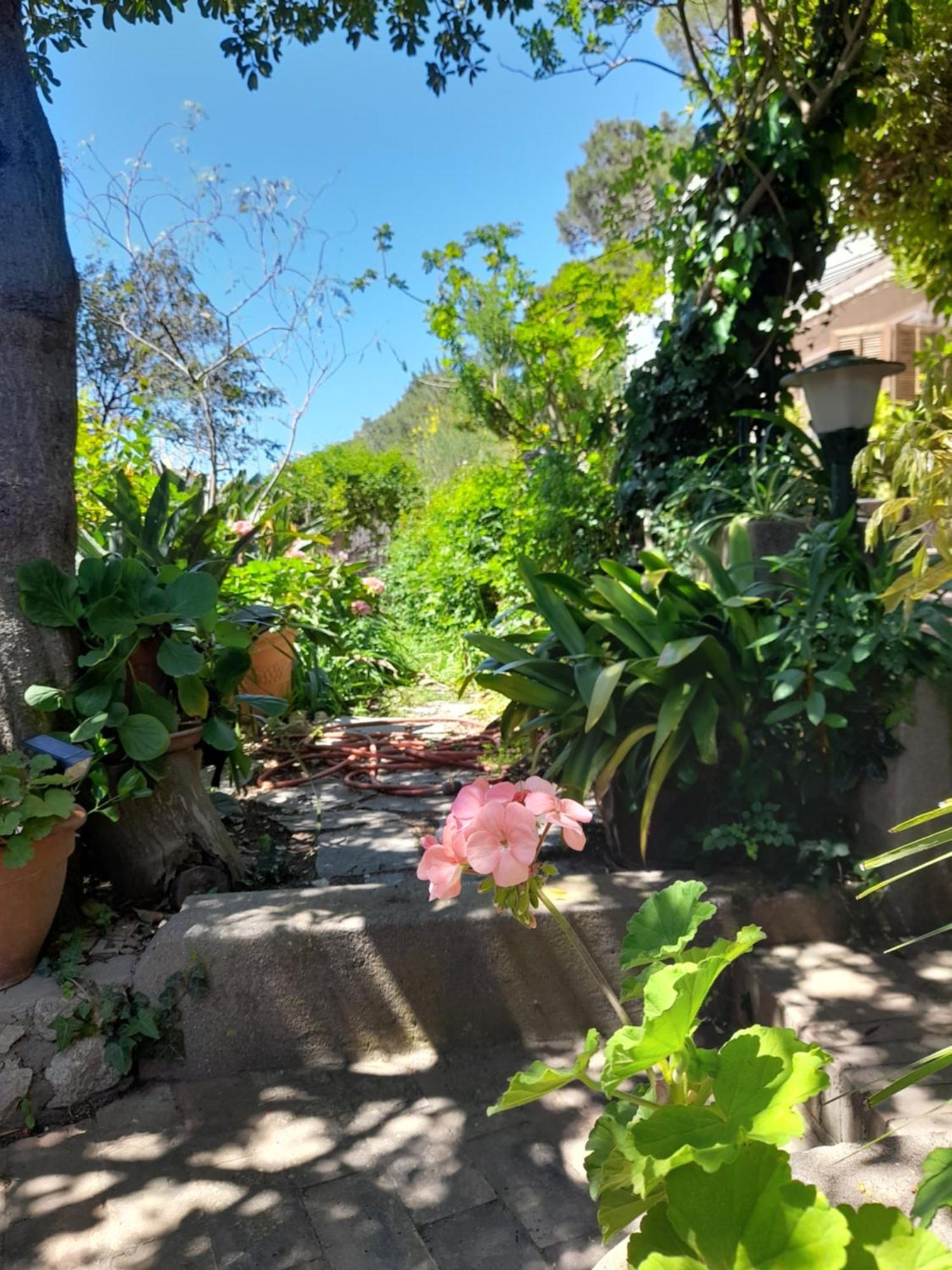 Rosetta * Capri