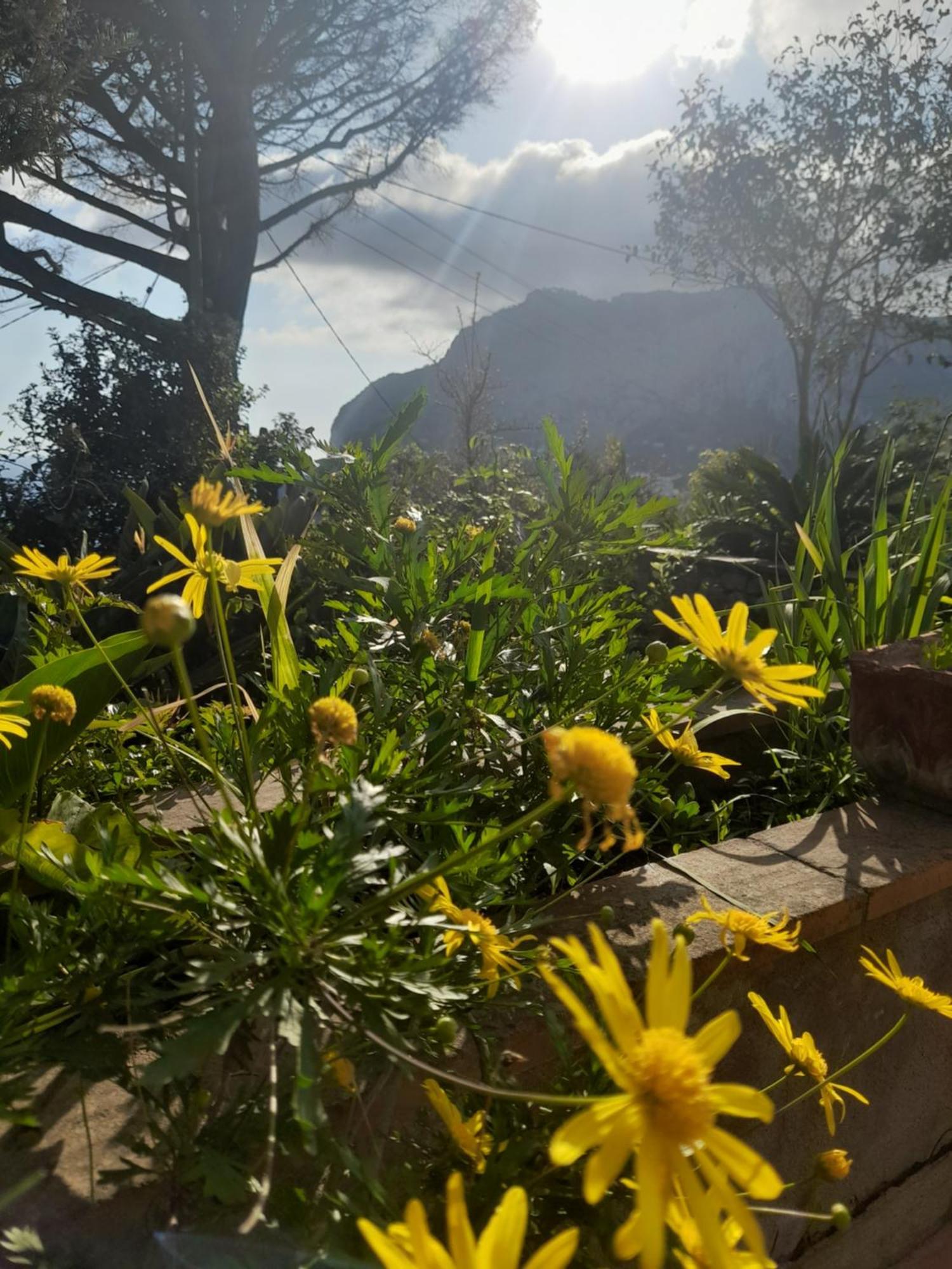 Rosetta Casa vacanze Capri